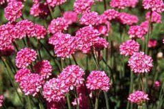 Armeria 'Eleanor'