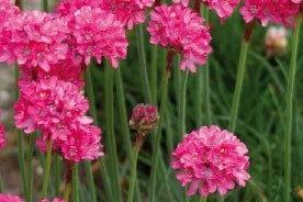 Armeria 'Ruby'