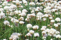 Armeria 'Morning Star'