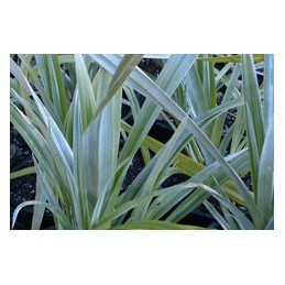 Astelia chathamica 'Silver Spears'