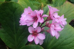 Bergenia cordifolia