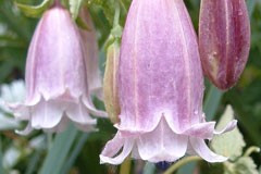 Campanula 'Alinas Double'