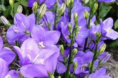 Campanula 'Planifolia'