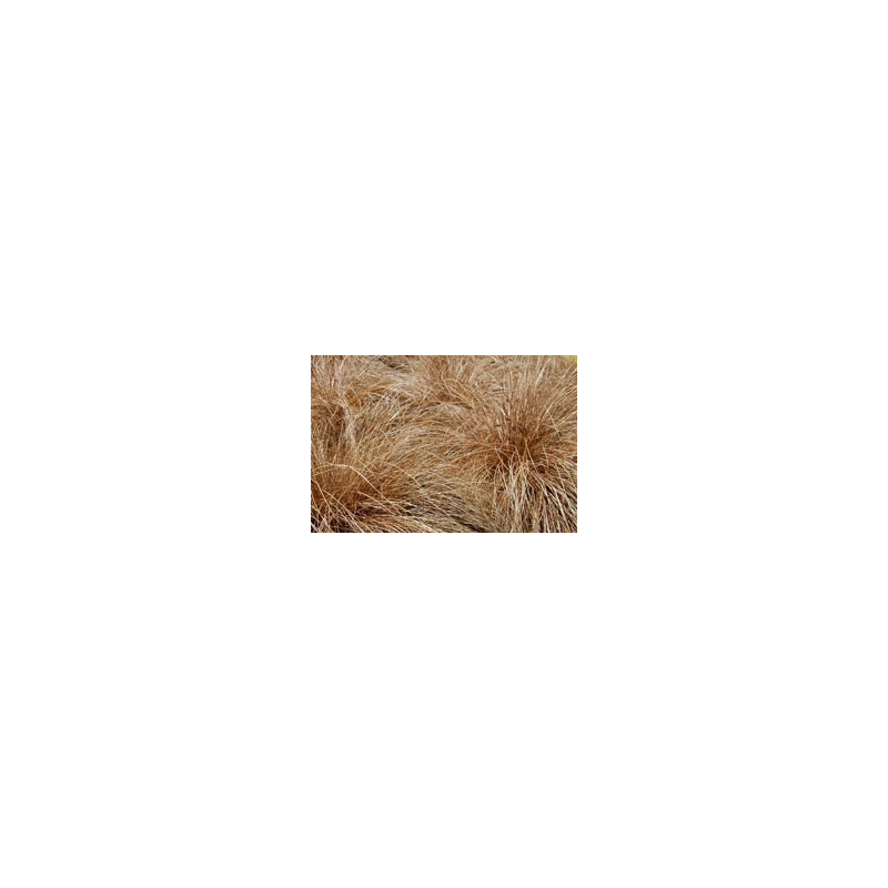 Carex 'Brunette'
