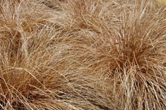 Carex 'Brunette'