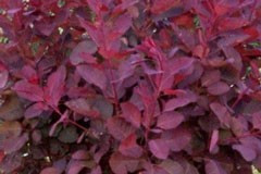 Cotinus 'Grace'