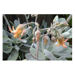 Cotyledon orbiculata ‘Silverdust’