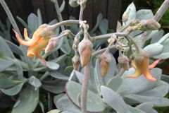 Cotyledon orbiculata ‘Silverdust’