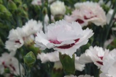 Dianthus 'Cherry Splash'