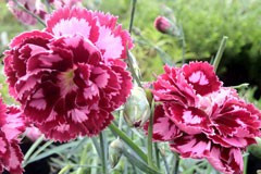 Dianthus 'Irene Shipp'