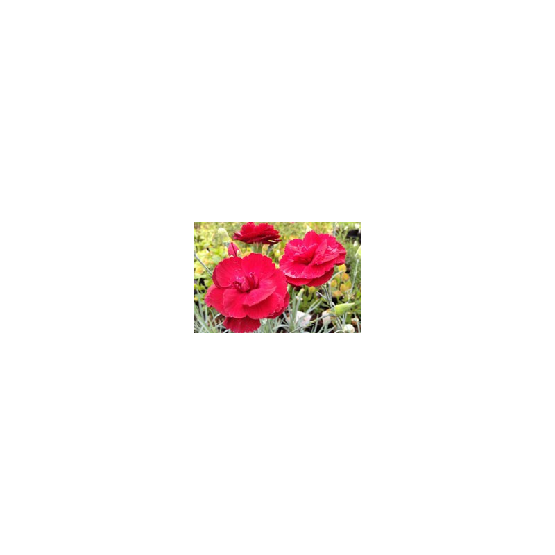 Dianthus 'Kestrels Red'