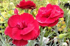 Dianthus 'Kestrels Red'