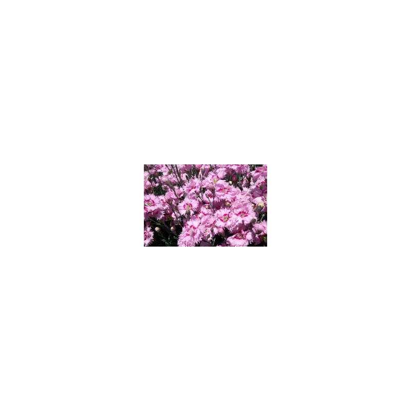Dianthus 'Maple Glen'