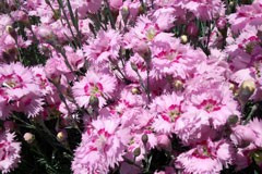 Dianthus 'Maple Glen'