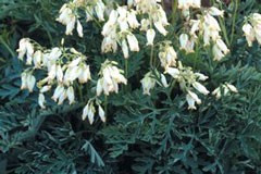 Dicentra 'Silver Smith'