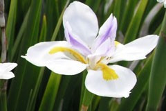 Dietes grandiflora