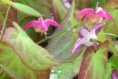 Epimedium grandiflorum 'Rubrum'