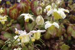 Epimedium sulphureum