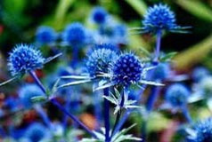 Eryngium 'Blaukappe'