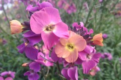 Erysimum 'Bicolor'