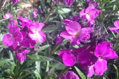 Erysimum 'Purple King'