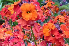 Erysimum 'Tangerine'