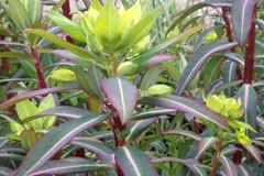 Euphorbia 'Excalibur'