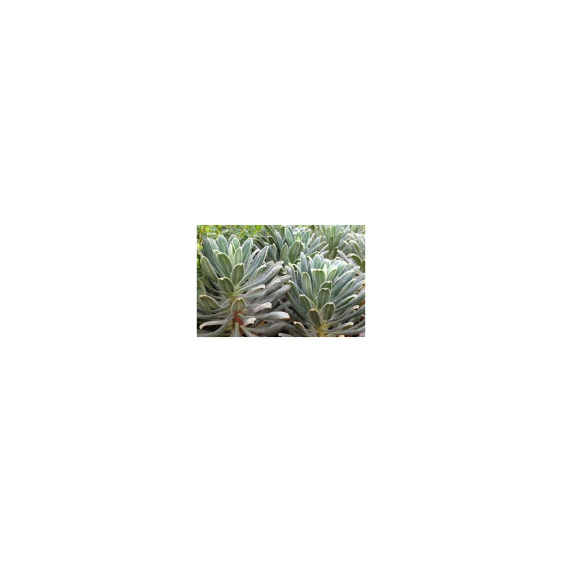 Euphorbia characias 'Oliver'