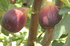 Fig 'Black Genoa'