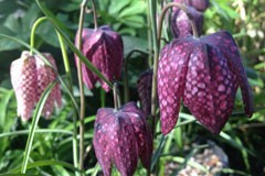 Fritillaria meleagris