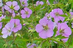 Geranium maculatum