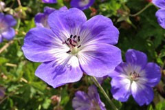 Geranium 'Rozanne' PBR