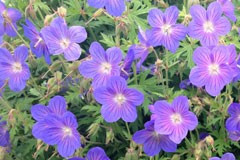 Geranium 'Nimbus'