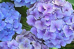 Hydrangea 'Mathilda Geuthes'