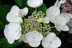 Hydrangea 'Libelle'