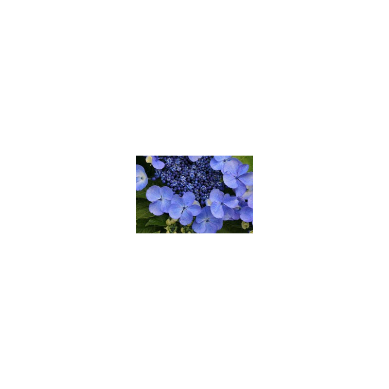 Hydrangea 'Blauling'