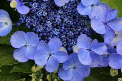 Hydrangea 'Blauling'