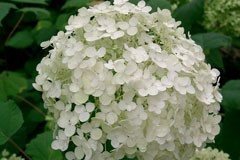 Hydrangea 'Annabelle'