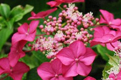 Hydrangea 'Geoffrey Chadburn'