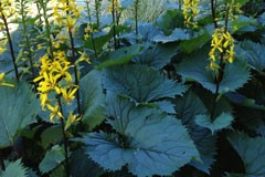 Ligularia dentata