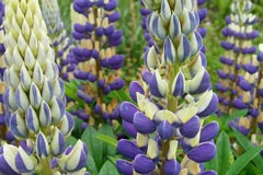 Lupinus 'Sky Blue'