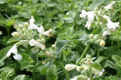 Nepeta 'White cascade'