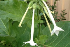 Nicotiana sylvestris