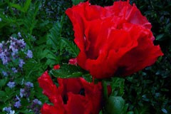 Papaver orientale 'Beauty of Livermere'