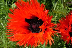 Papaver orientale 'Curly Locks'