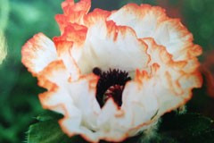 Papaver orientale 'Picotee'