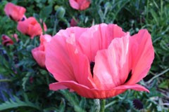 Papaver orientale 'Raspberry Queen'