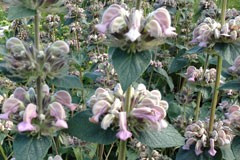 Phlomis bovei ssp maroccana