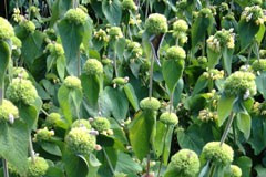 Phlomis russeliana