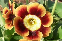 Primula auricula 'Flame'